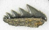 Fossil Cow Shark (Notorynchus) Tooth - Maryland #21317-1